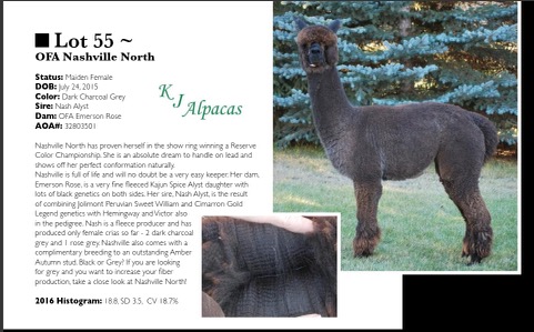 alpaca for sale