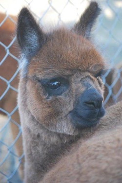 alpaca for sale
