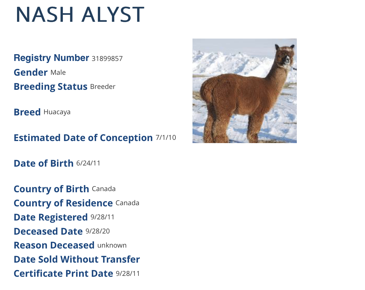 alpaca for sale