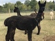 alpaca for sale