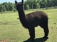 alpaca for sale
