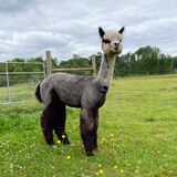 alpaca for sale