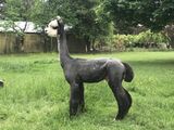 alpaca for sale