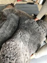 alpaca for sale