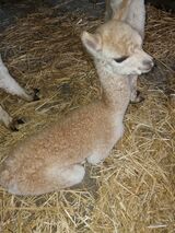 alpaca for sale