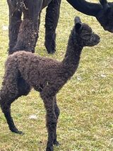 alpaca for sale