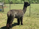 alpaca for sale