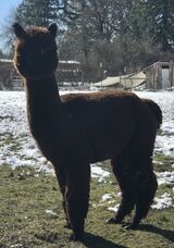 alpaca for sale