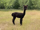 alpaca for sale