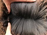 alpaca for sale