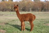 alpaca for sale