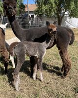 alpaca for sale