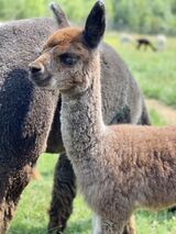alpaca for sale