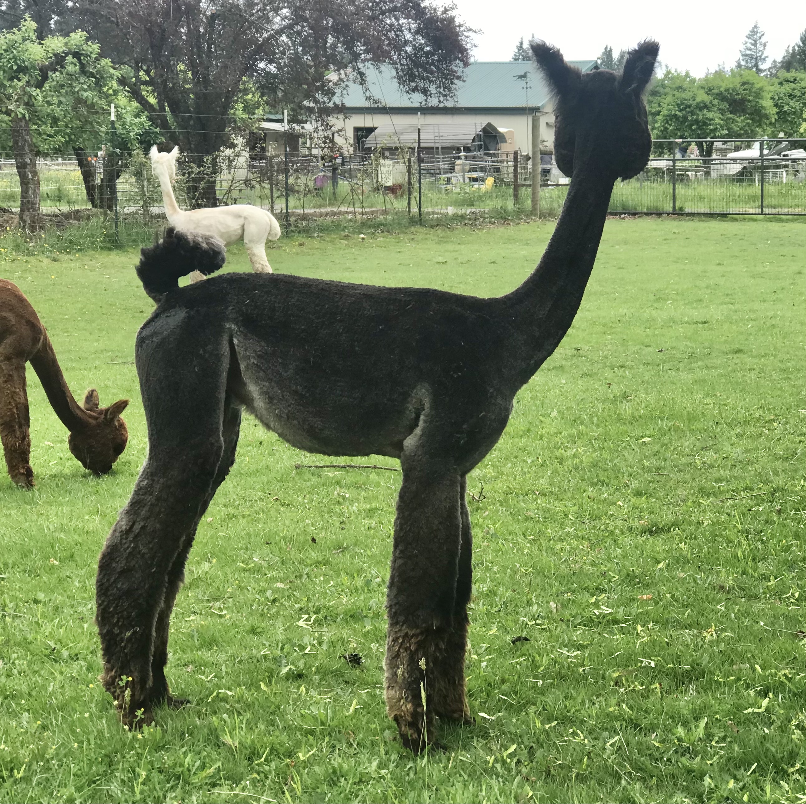 alpaca for sale