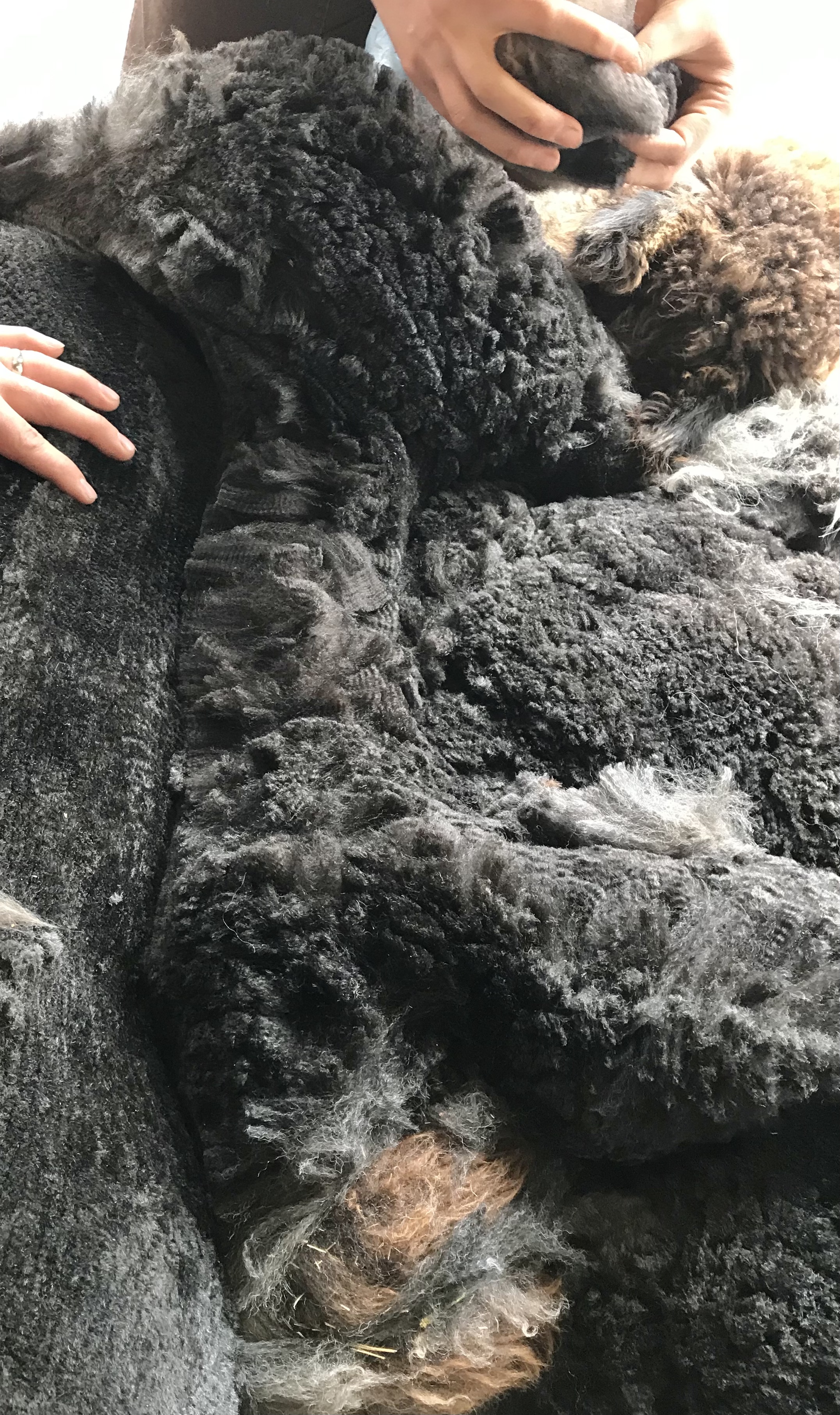 alpaca for sale