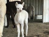 alpaca for sale