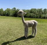 alpaca for sale