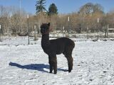alpaca for sale