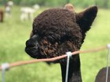 alpaca for sale