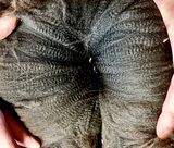 alpaca for sale