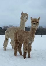 alpaca for sale