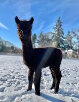 alpaca for sale