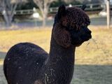 alpaca for sale