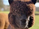 alpaca for sale