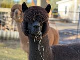 alpaca for sale
