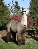 alpaca for sale