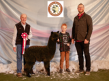 alpaca for sale