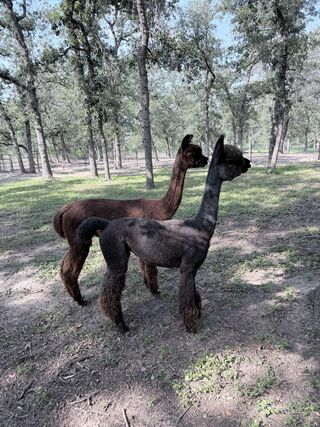 Photo of Redhaven's Misty Lady