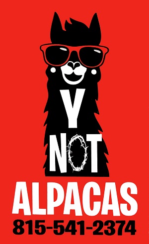 y not alpacas