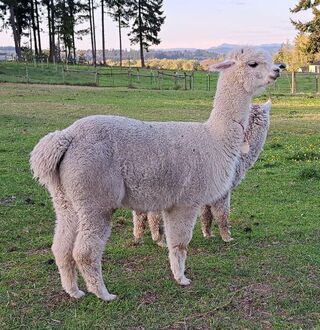 Photo of Hobby Horse Peruvian Mayflower