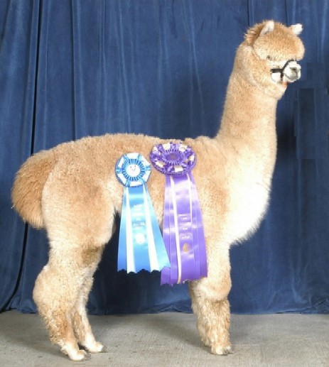 Kissing Cousins Alpaca Farm