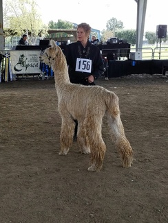 In the ring - 6 years old!!!!!