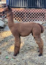 alpaca for sale